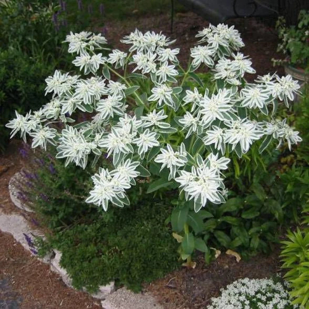 Mountain Snow – Euphorbia Seed
